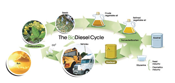 biodieselCycle.jpg